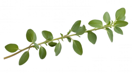 [Small branch with green leaves on dark gray background] Fresh Green Branch with Brown Spots Against Dark Gray Background