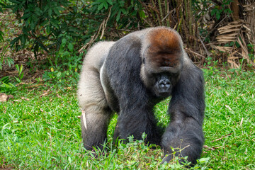 Gorillas are herbivorous, predominantly ground-dwelling great apes that inhabit the tropical forests of equatorial Africa