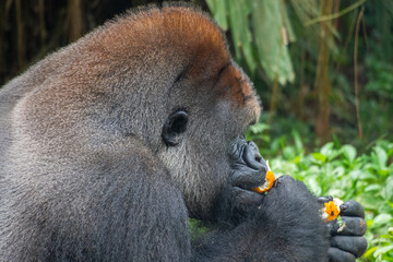 Gorillas are herbivorous, predominantly ground-dwelling great apes that inhabit the tropical forests of equatorial Africa