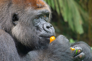 Gorillas are herbivorous, predominantly ground-dwelling great apes that inhabit the tropical forests of equatorial Africa