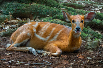 The sitatunga (Tragelaphus spekii) or marshbuck is a swamp-dwelling medium-sized antelope found throughout central Africa