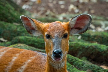 The sitatunga (Tragelaphus spekii) or marshbuck is a swamp-dwelling medium-sized antelope found...