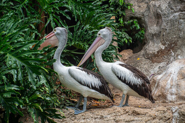 Pelicans (genus Pelecanus) are a genus of large water birds that make up the family Pelecanidae