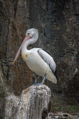 Pelicans (genus Pelecanus) are a genus of large water birds that make up the family Pelecanidae