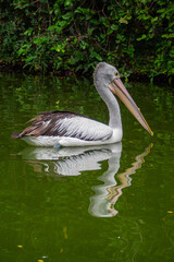 Pelicans (genus Pelecanus) are a genus of large water birds that make up the family Pelecanidae
