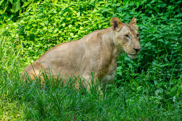 The lion (Panthera leo) is a large cat of the genus Panthera, native to Africa and India