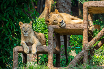 The lion (Panthera leo) is a large cat of the genus Panthera, native to Africa and India