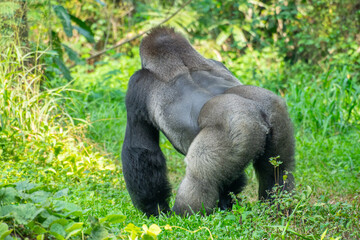Obraz premium Gorillas are herbivorous, predominantly ground-dwelling great apes that inhabit the tropical forests of equatorial Africa