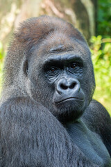 Gorillas are herbivorous, predominantly ground-dwelling great apes that inhabit the tropical forests of equatorial Africa