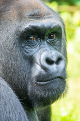 Gorillas are herbivorous, predominantly ground-dwelling great apes that inhabit the tropical forests of equatorial Africa