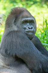 Gorillas are herbivorous, predominantly ground-dwelling great apes that inhabit the tropical forests of equatorial Africa