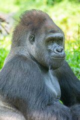 Gorillas are herbivorous, predominantly ground-dwelling great apes that inhabit the tropical forests of equatorial Africa