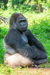 Gorillas are herbivorous, predominantly ground-dwelling great apes that inhabit the tropical forests of equatorial Africa