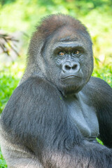Gorillas are herbivorous, predominantly ground-dwelling great apes that inhabit the tropical forests of equatorial Africa