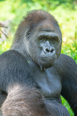 Gorillas are herbivorous, predominantly ground-dwelling great apes that inhabit the tropical forests of equatorial Africa