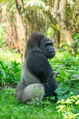 Gorillas are herbivorous, predominantly ground-dwelling great apes that inhabit the tropical forests of equatorial Africa