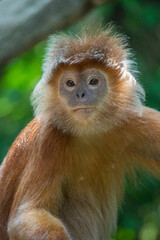 The East Javan langur (Trachypithecus auratus), also known as the ebony lutung, Javan langur or Javan lutung