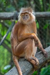 The East Javan langur (Trachypithecus auratus), also known as the ebony lutung, Javan langur or Javan lutung