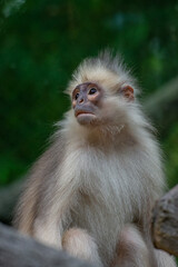 Raffles’ Banded Langurs are also known by their other common names: Banded Leaf Monkey or Banded Surili