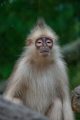 Raffles’ Banded Langurs are also known by their other common names: Banded Leaf Monkey or Banded Surili