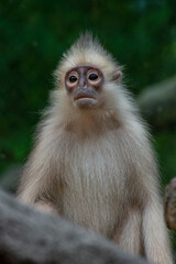Obraz premium Raffles’ Banded Langurs are also known by their other common names: Banded Leaf Monkey or Banded Surili