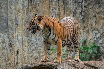 The Sumatran tiger is a population of Panthera tigris sondaica on the Indonesian island of Sumatra