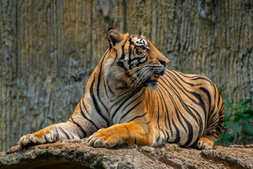 The Sumatran tiger is a population of Panthera tigris sondaica on the Indonesian island of Sumatra