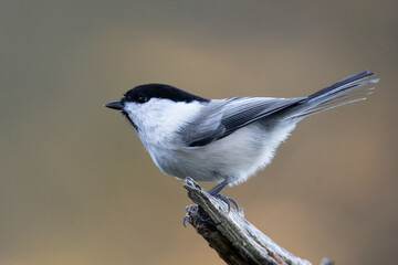 willow tit