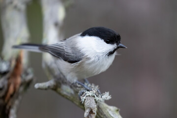 willow tit