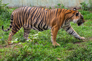 The Sumatran tiger is a population of Panthera tigris sondaica on the Indonesian island of Sumatra