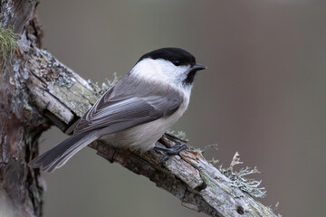 Naklejka premium willow tit