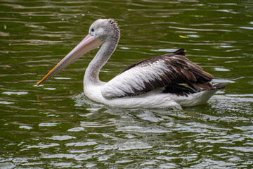 Pelicans (genus Pelecanus) are a genus of large water birds that make up the family Pelecanidae