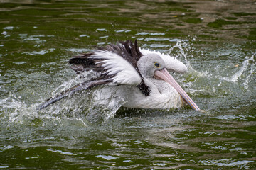 Pelicans (genus Pelecanus) are a genus of large water birds that make up the family Pelecanidae