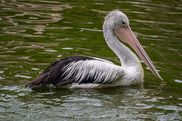 Pelicans (genus Pelecanus) are a genus of large water birds that make up the family Pelecanidae