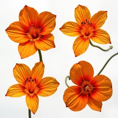 Vibrant orange flowers with intricate textures. Flowers perfect for floral design projects. Isolated on white background. Four flowers in symmetrical arrangement. Excellent for nature, design,