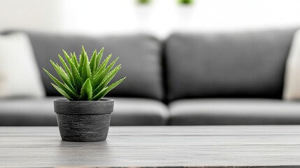 Green Aloe Vera Plant in Black Pot on Wooden Table in Living Room