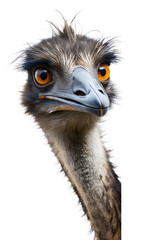 Emu peeking around corner isolated on transparent background