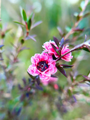 Fototapeta premium ギョリュウバイのクローズアップ