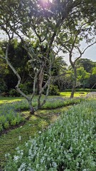 spring in the park tree flowers blooming floral 