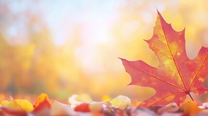 Fototapeta premium Vibrant Orange Maple Leaf Against a Soft Autumn Background