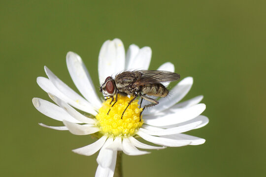 Close up female Leucophora, family Root-Maggot Flies (Anthomyiidae). On a flower of common daisy Bellis perennis, family Asteraceae. Spring, May	