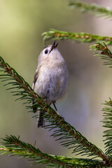 goldcrest