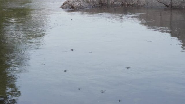 Water Skipper Or Gerridae On Water Surface - Wide Shot