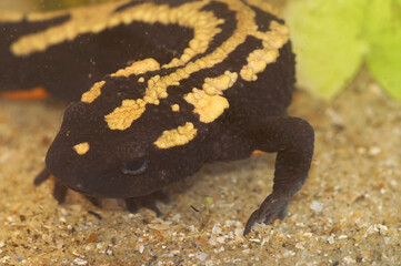 Closeup on a colorful aquatic adult endangered Laos warty newt, Paramesotriton laoensis underwater