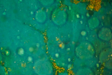 Abstract oil bubbles floating in colorful water backgrounds.