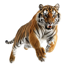 Fototapeta premium Dramatic Action Shot of a Majestic Tiger in Mid-Jump Capturing Nature's Fierce Beauty and Grace