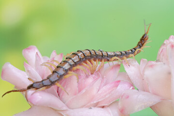 A centipede is hunting for small insects in the flowers of wild plants. This multi-legged animal has the scientific name Scolopendra morsitans.