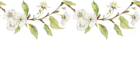 Cherry sakura apple white flower and bud with green leaves on branches, hand drawn in watercolor, wildflower botanical illustration. Seamless isolated banner, for scrapbooking, wedding, florist shop