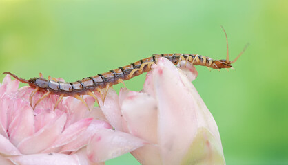 A centipede is hunting for small insects in the flowers of wild plants. This multi-legged animal...