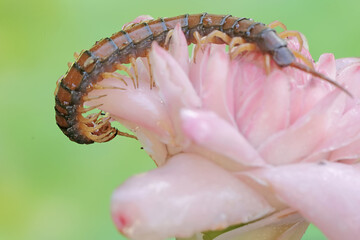 A centipede is hunting for small insects in the flowers of wild plants. This multi-legged animal has the scientific name Scolopendra morsitans.